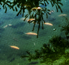 Fish - Koi Fish (various sizes)