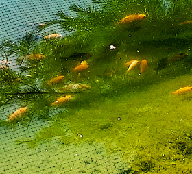 Fish - Koi Fish (various sizes)
