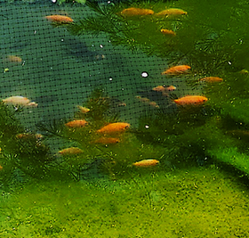 Fish - Koi Fish (various sizes)